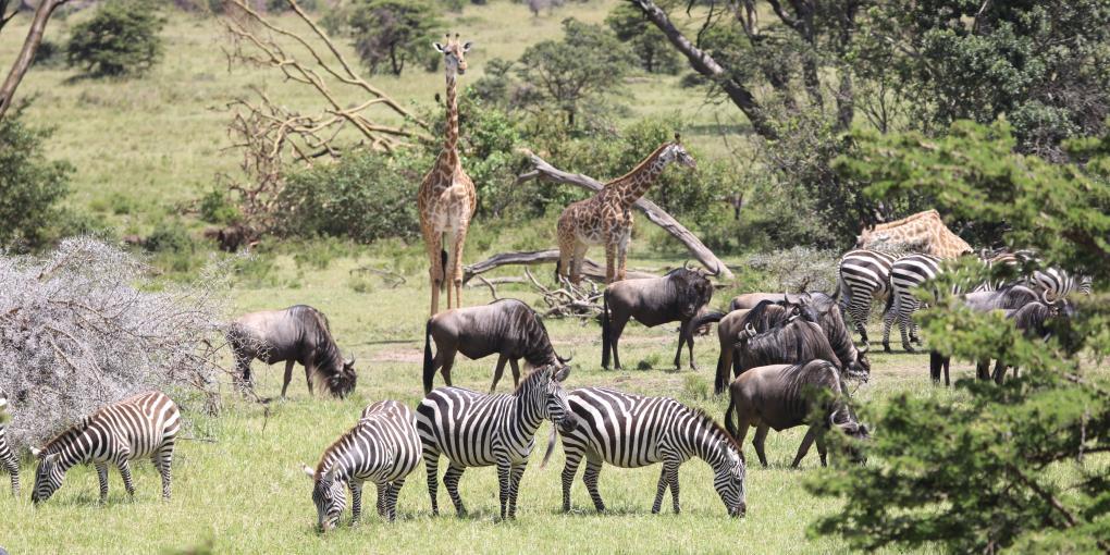 Kenya
