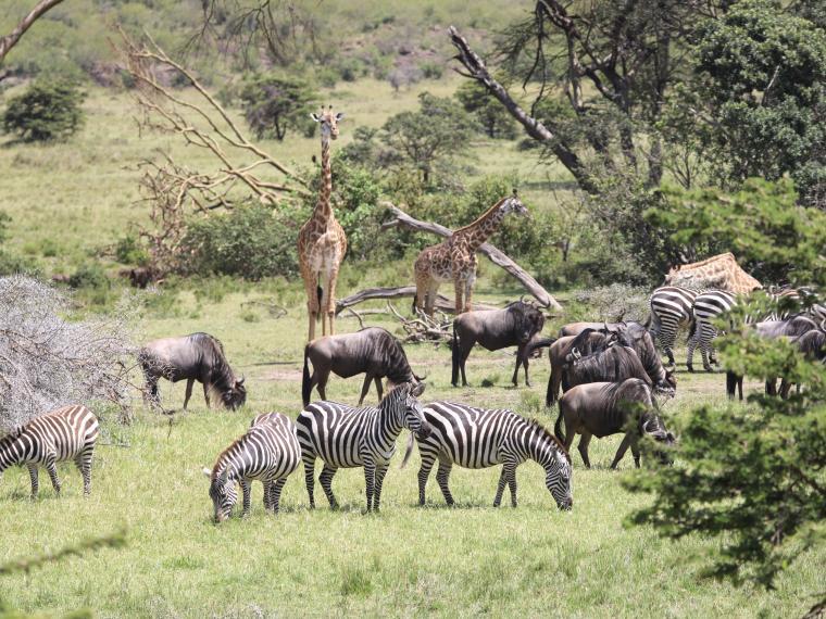 Kenya